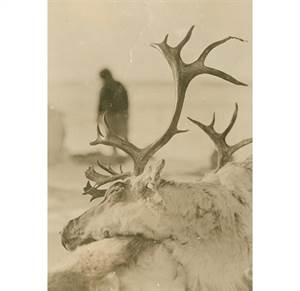 Blandt rensdyrhyrder i Alaska - postkort